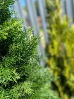 Туя искусственная (Литая хвоя) от 0,6 м до 2,3 м