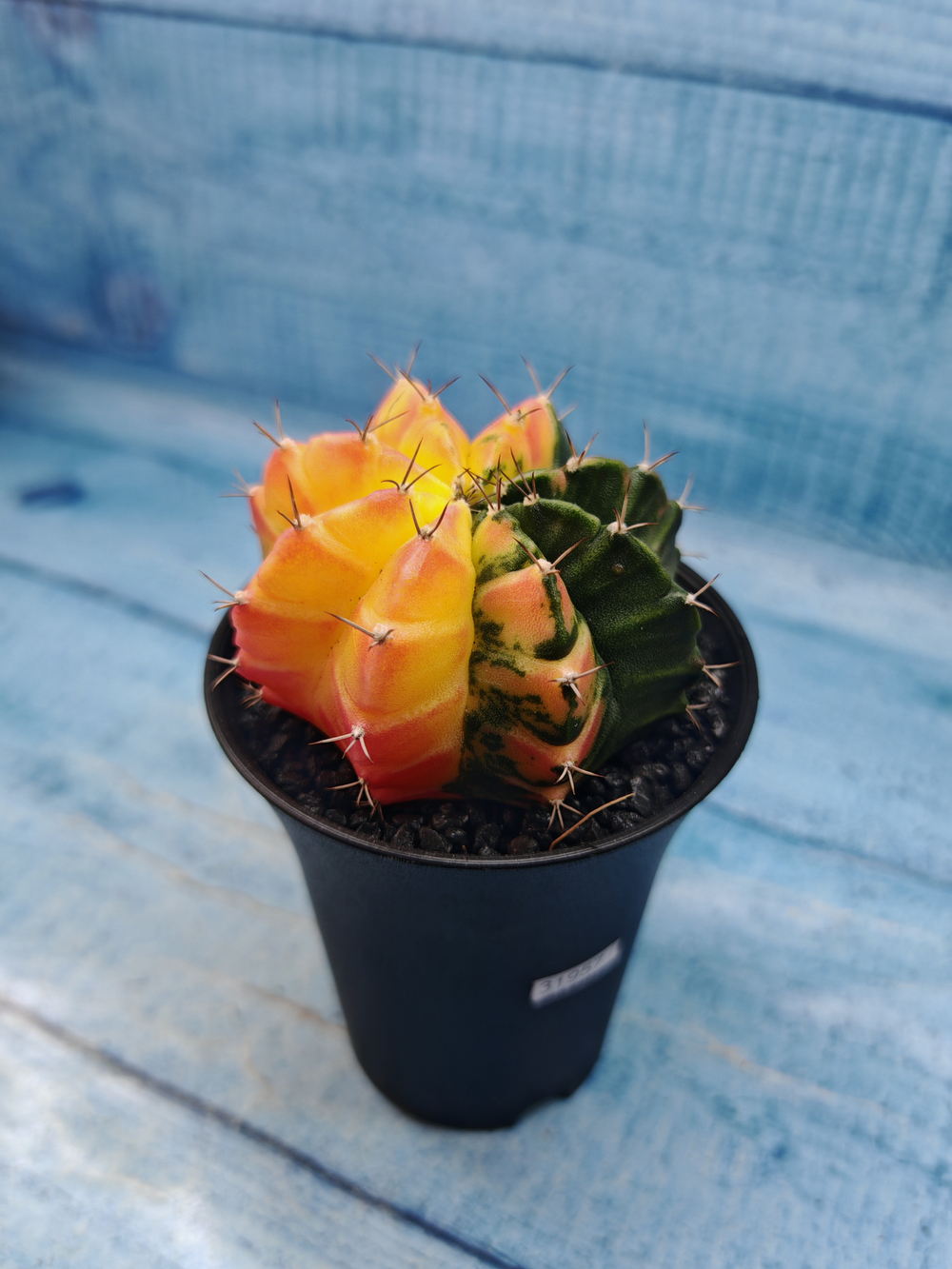 Gymnocalycium Variegata (Гимнокалициум Вариегатный)