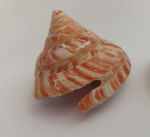 Плеуротомария хераси (Pleurotomaria hirasei)