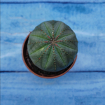 Euphorbia Obesa (Эуфорбия)