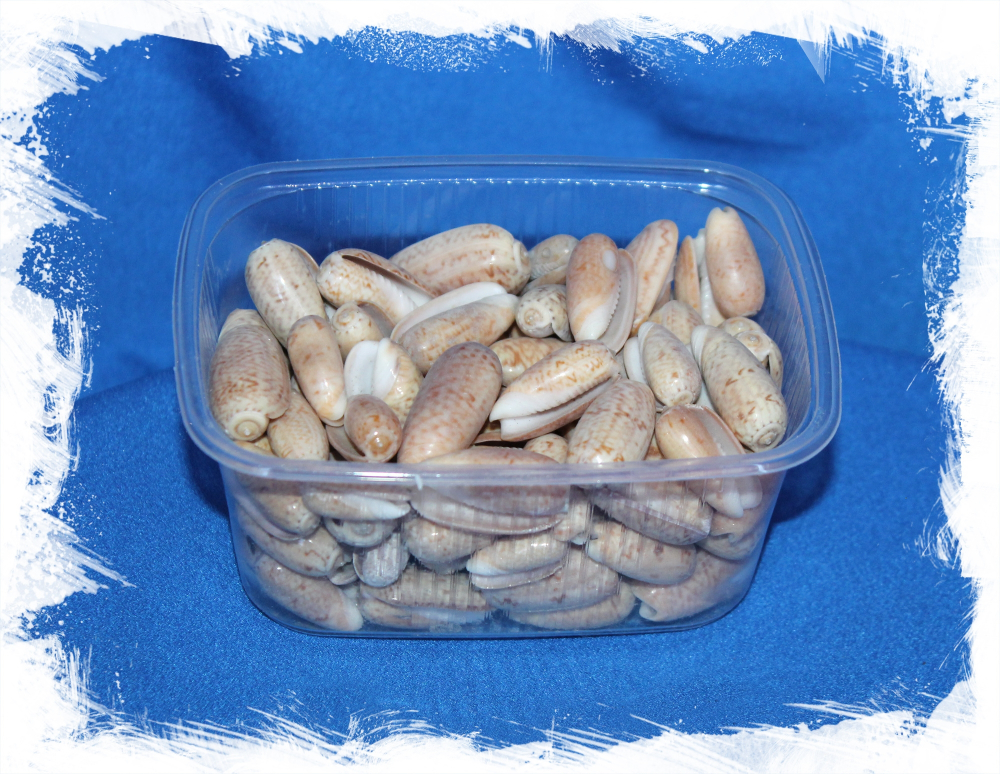 Олива Конкавоспира