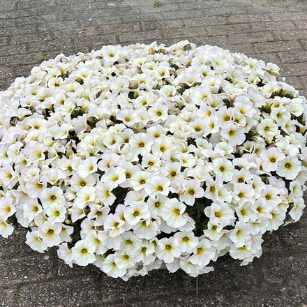 ЕВРО Петхоа Beautical Pearl White ОКС укорененный черенок