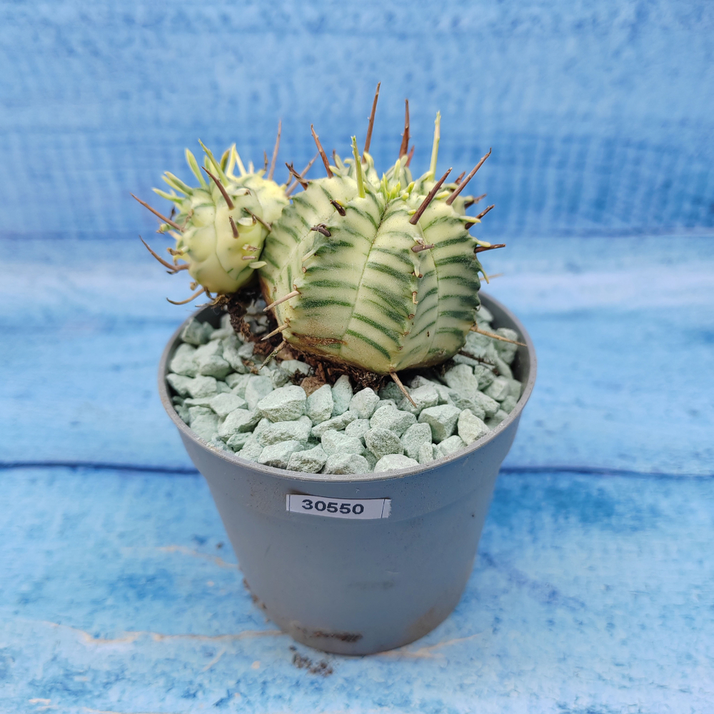 Euphorbia meloformis f. Variegated (Эуфорбия вариегатная)