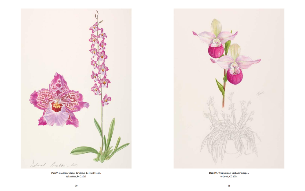 RHS Orchids