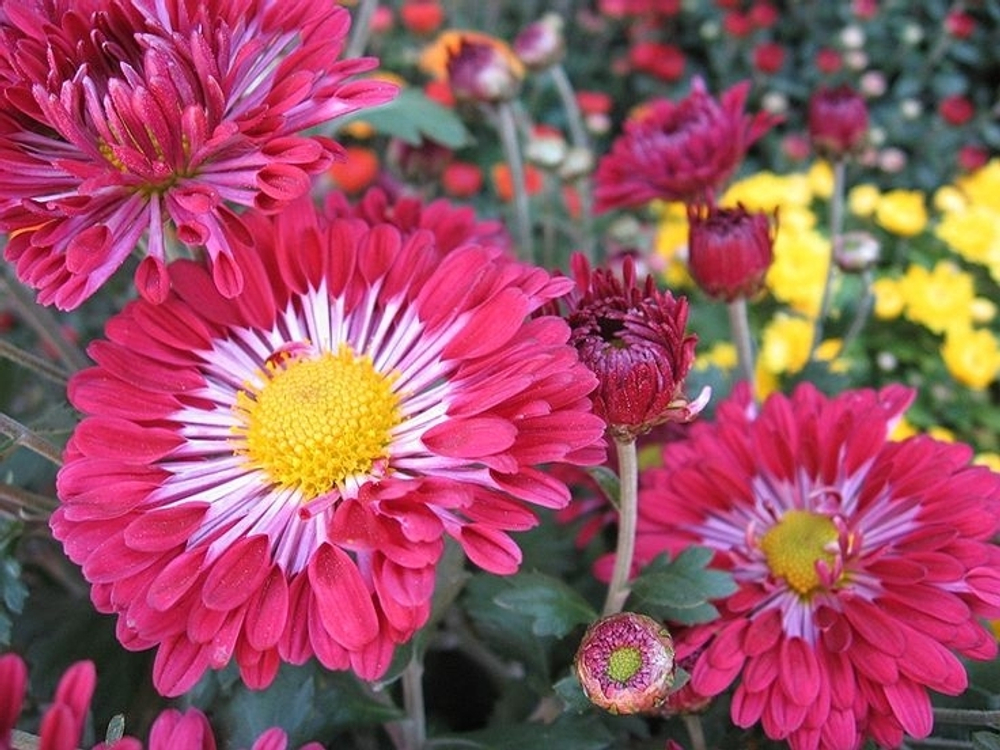 Корейская хризантема Вышиванка