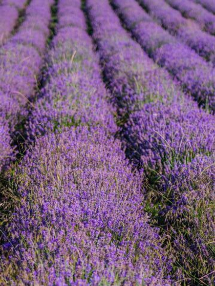 Лавандовое поле косметическая отдушка