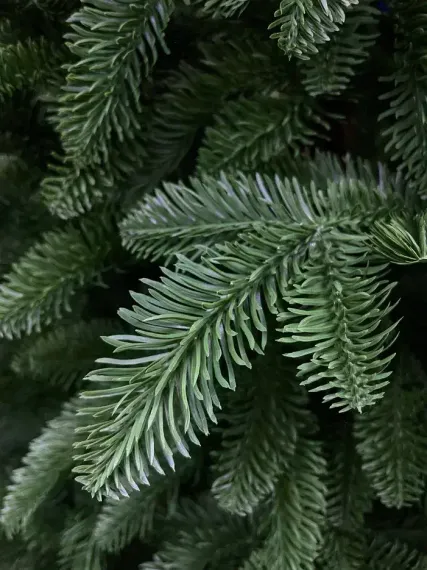 Елка Нормандия 215 см., темно зеленая, стройная, литая хвоя, Triumph Tree (72118)