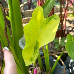 Колоказия WANG THONG