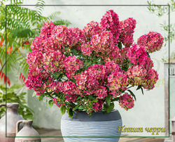 Гортензия метельчатая Петит Черри (Hydrangea paniculata "Petite Cherry")