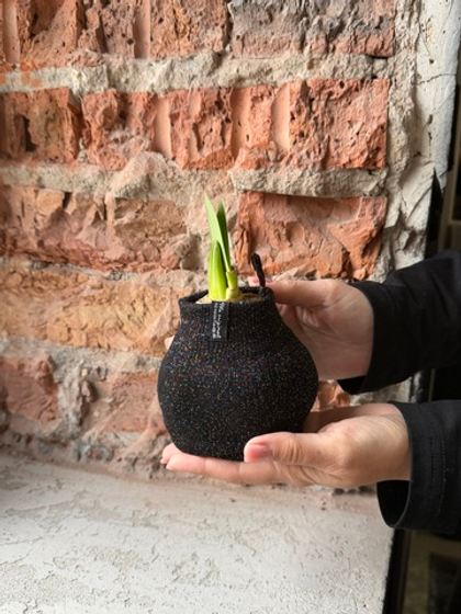 Амариллис луковица - цвет черный блеск в ткани