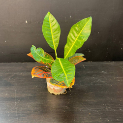 Кротон (Codiaeum variegatum)
