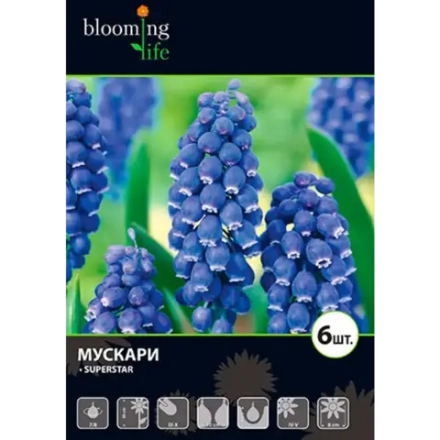 Мускари Суперстар луковицы 7/8 6 шт