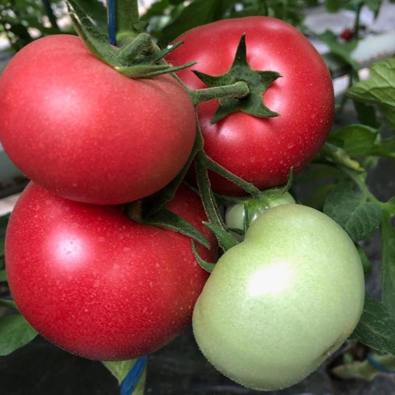 ПИНКВИН F1 семена томата Rijk Zwaan цена – фото 2