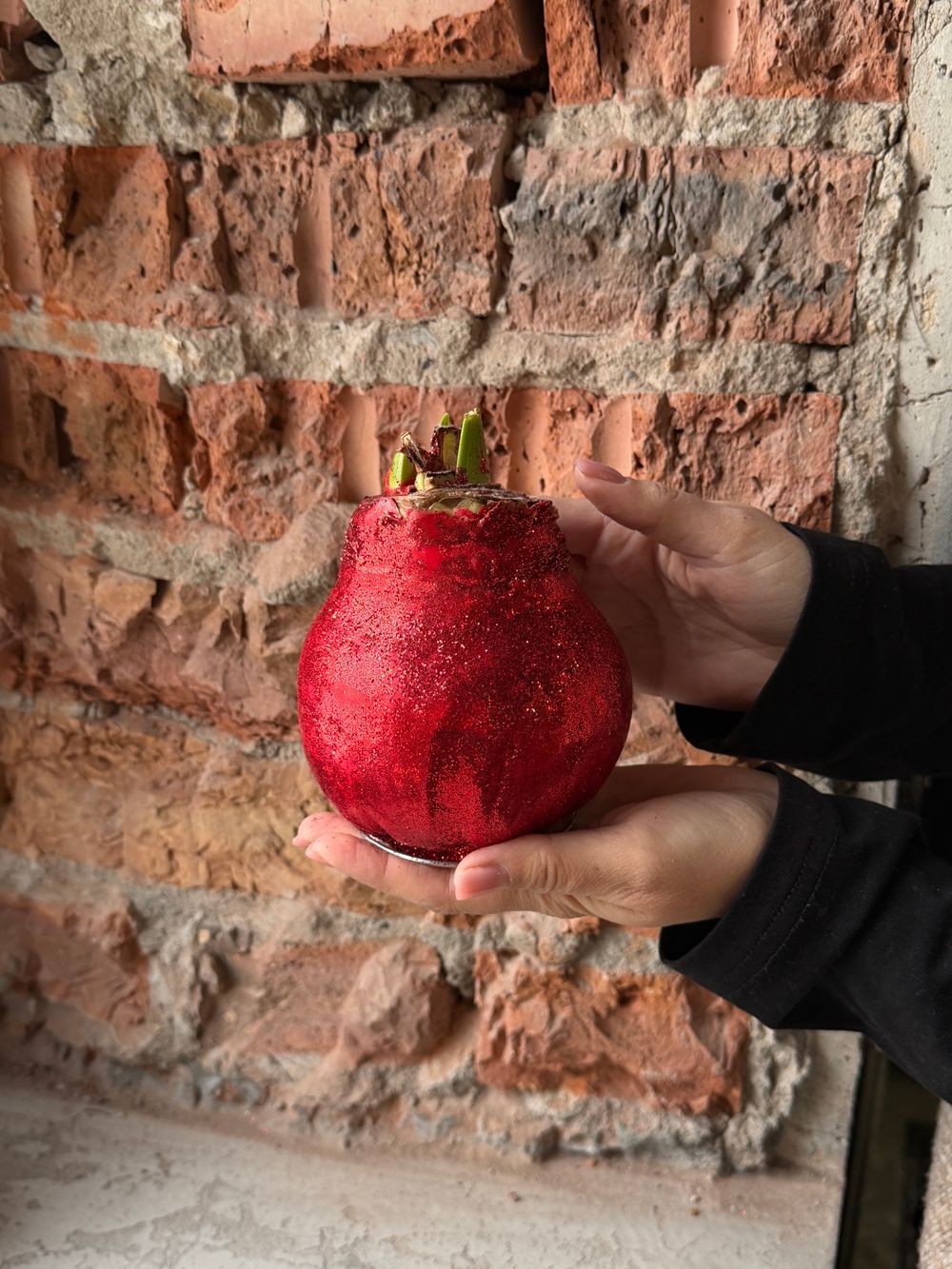 Амариллис луковица - цвет красный блеск