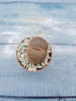 Lithops sp. (Литопсы)