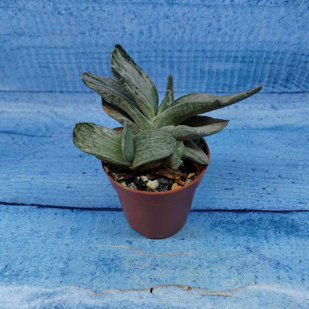 Gasteria Gracilis variegata (Гастерия)