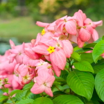 Муссенда филиппинская розовая – Mussaenda pink