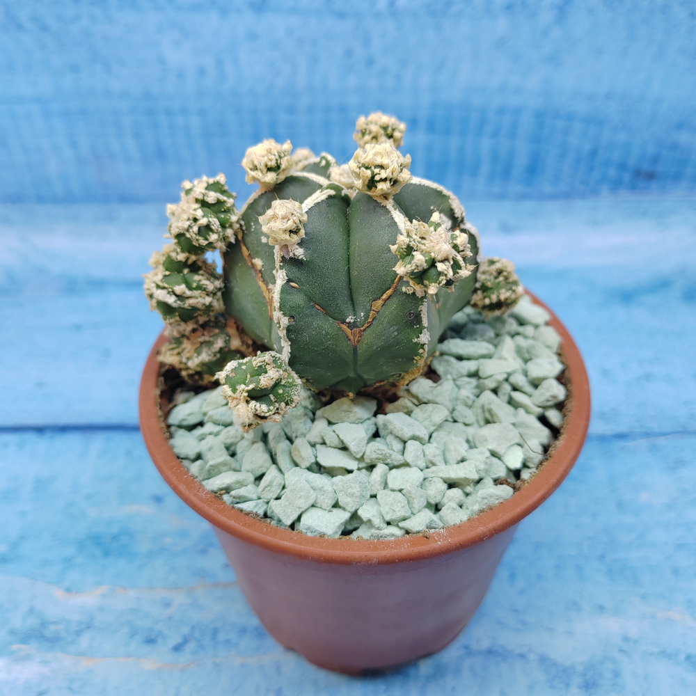 Astrophytum Myriostigma "Hakujo Fukuryu"  (Астрофитум)