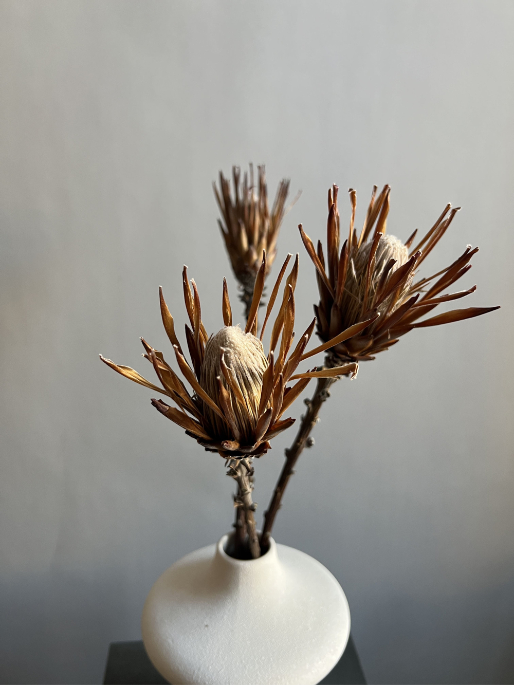 Протея Брэнда