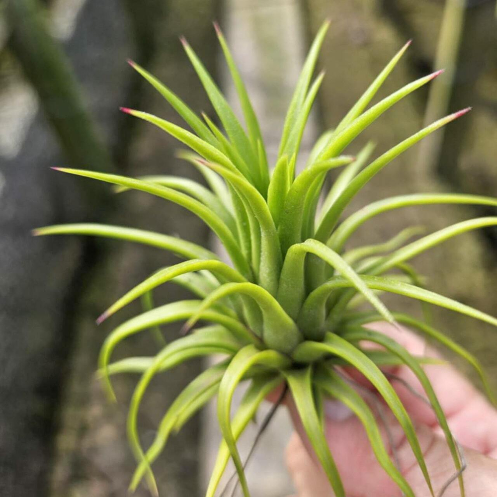 Тилландсия ionantha Maroon (T39)