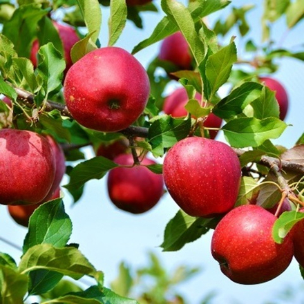 Яблоня Экранное осеннее