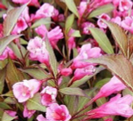 Вейгела цветущая Виктория С5 Ра 80