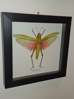 Кузнечик Chondracris в рамке