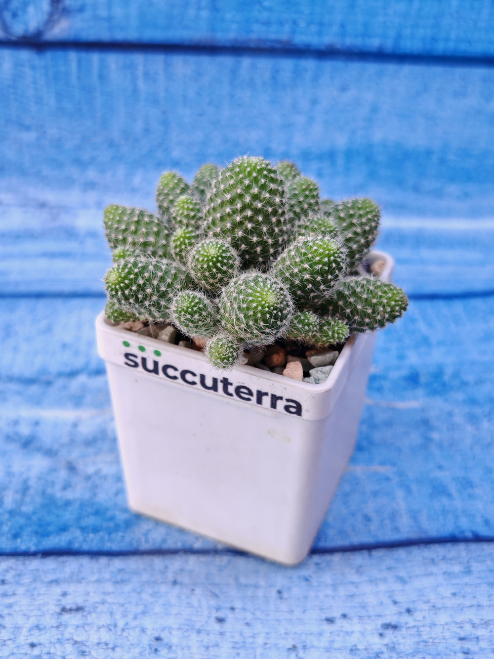 Rebutia Fabrisii (Ребуция)