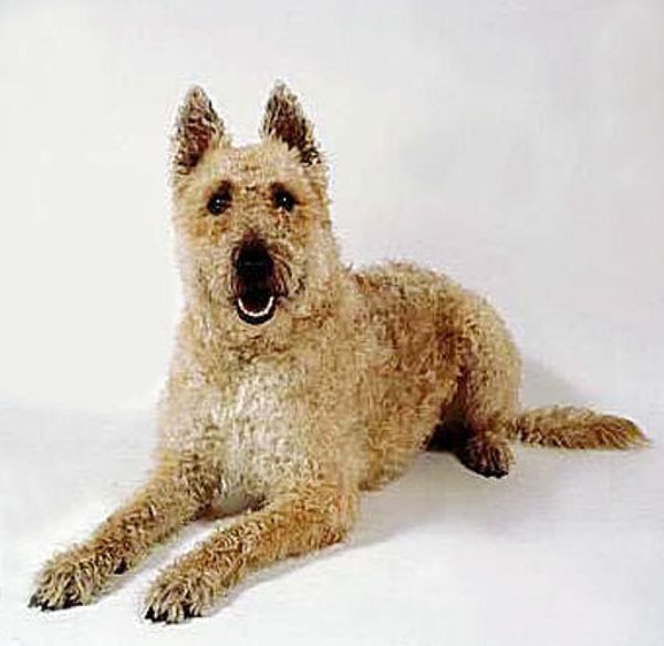 Бельгийская овчарка лакенуа