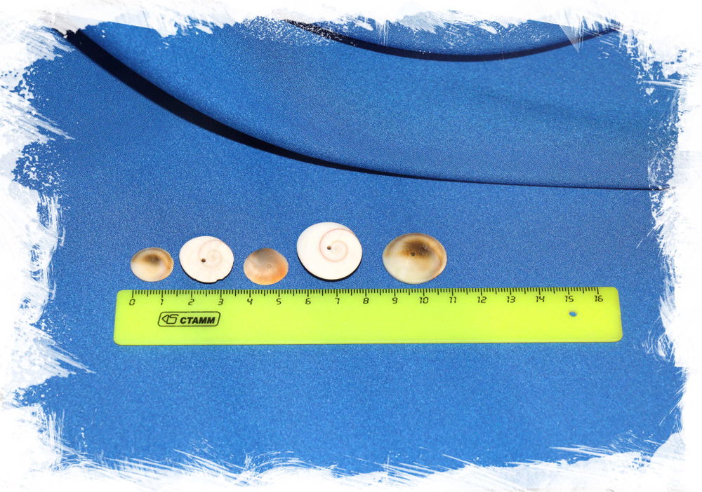 Крышечки ракушек с дырочкой для украшений. Купить