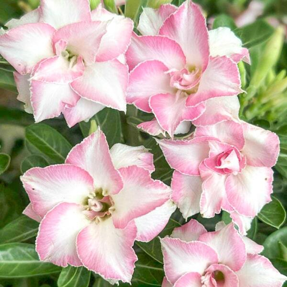 Адениум MINNIE