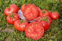 Легендарная Сызранская Розовая Ранняя Помидора