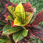 Кротон KENCANA WUNGU