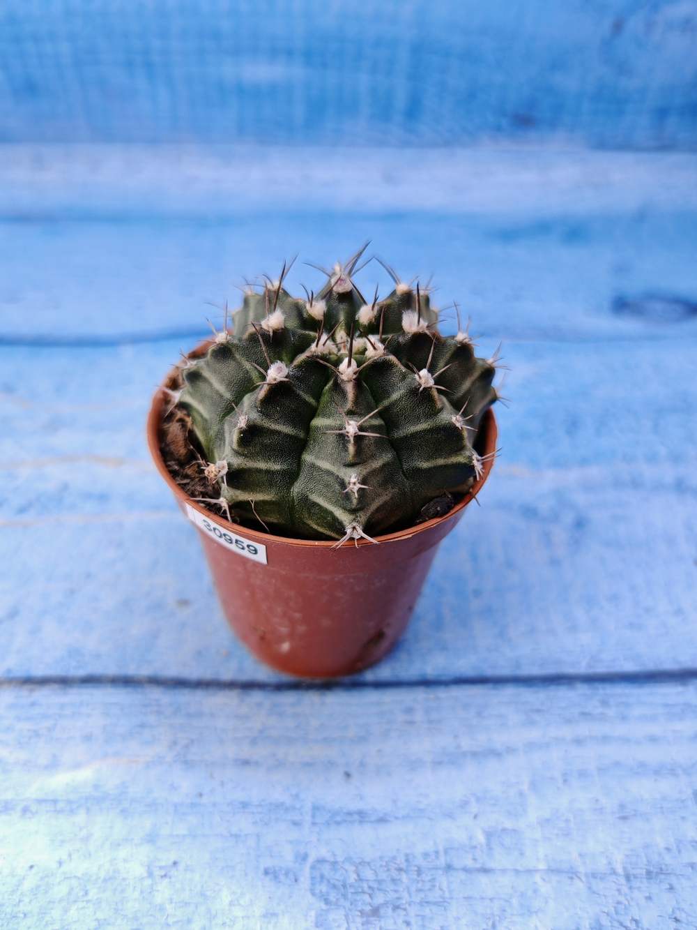 Gymnocalycium Friedrichii (Гимнокалициум)