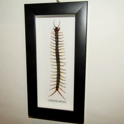 Сколопендра Scolopendra alternans в рамке