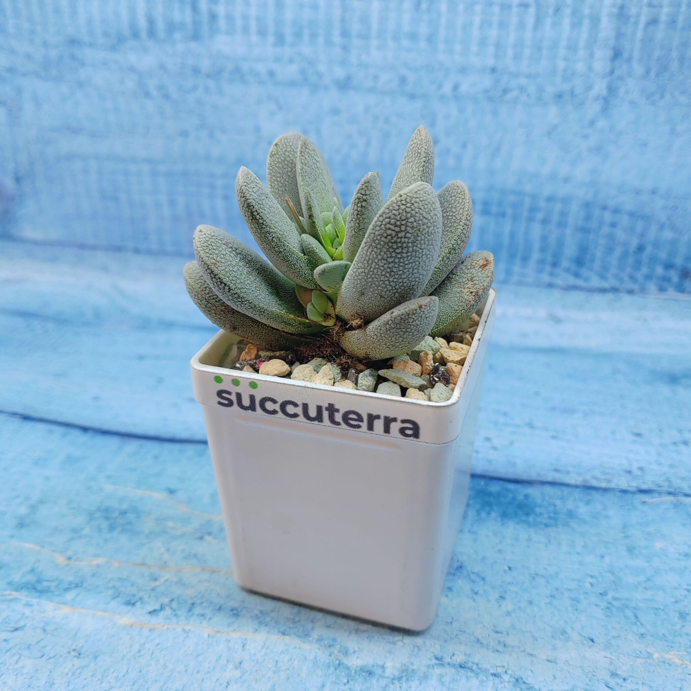 Crassula Tecta (Крассула)