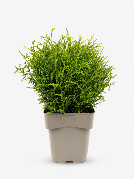 Туя западная "Tiny Tim"