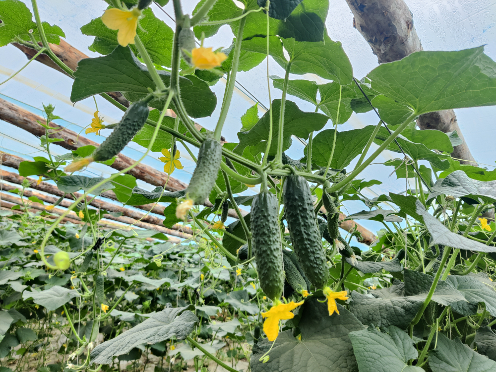 Кардинал F1 семена огурца партенокарпического ( Yuksel Tohum / )