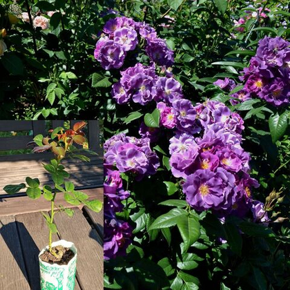 Роза Рапсодия ин Блю шраб, саженец с ЗКС.