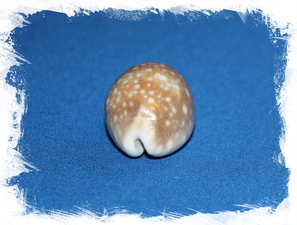 Ципрея Вителлус, 4-6см, 1шт