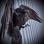 Чучело ворона