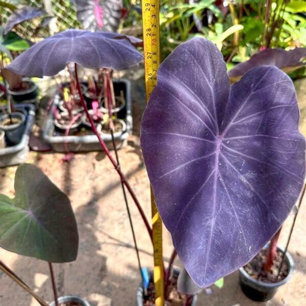 Колоказия VIOLET BLACK