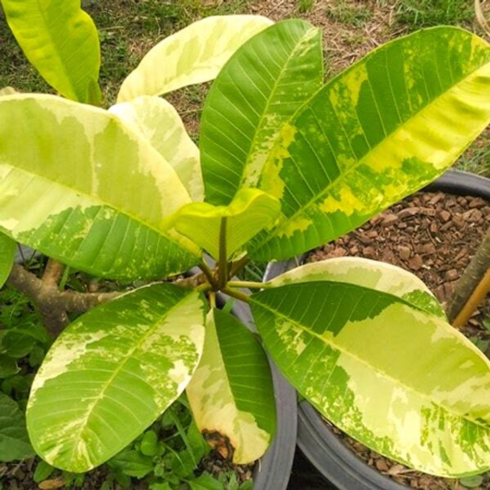 Плюмерия VAR / GOLDEN GEM