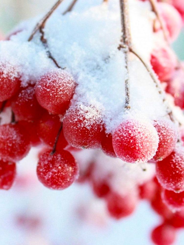 Зимняя ягода KD0121