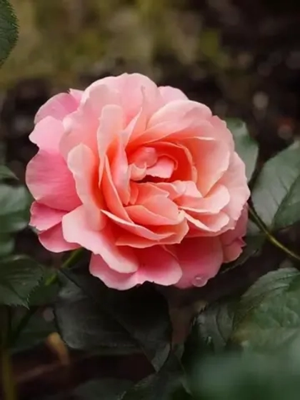 Роза флорибунда Ботичелли