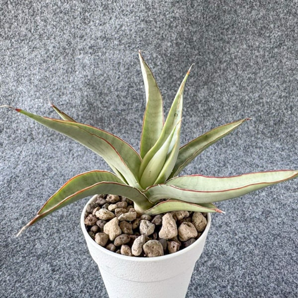 Сансевиерия BAIBIT