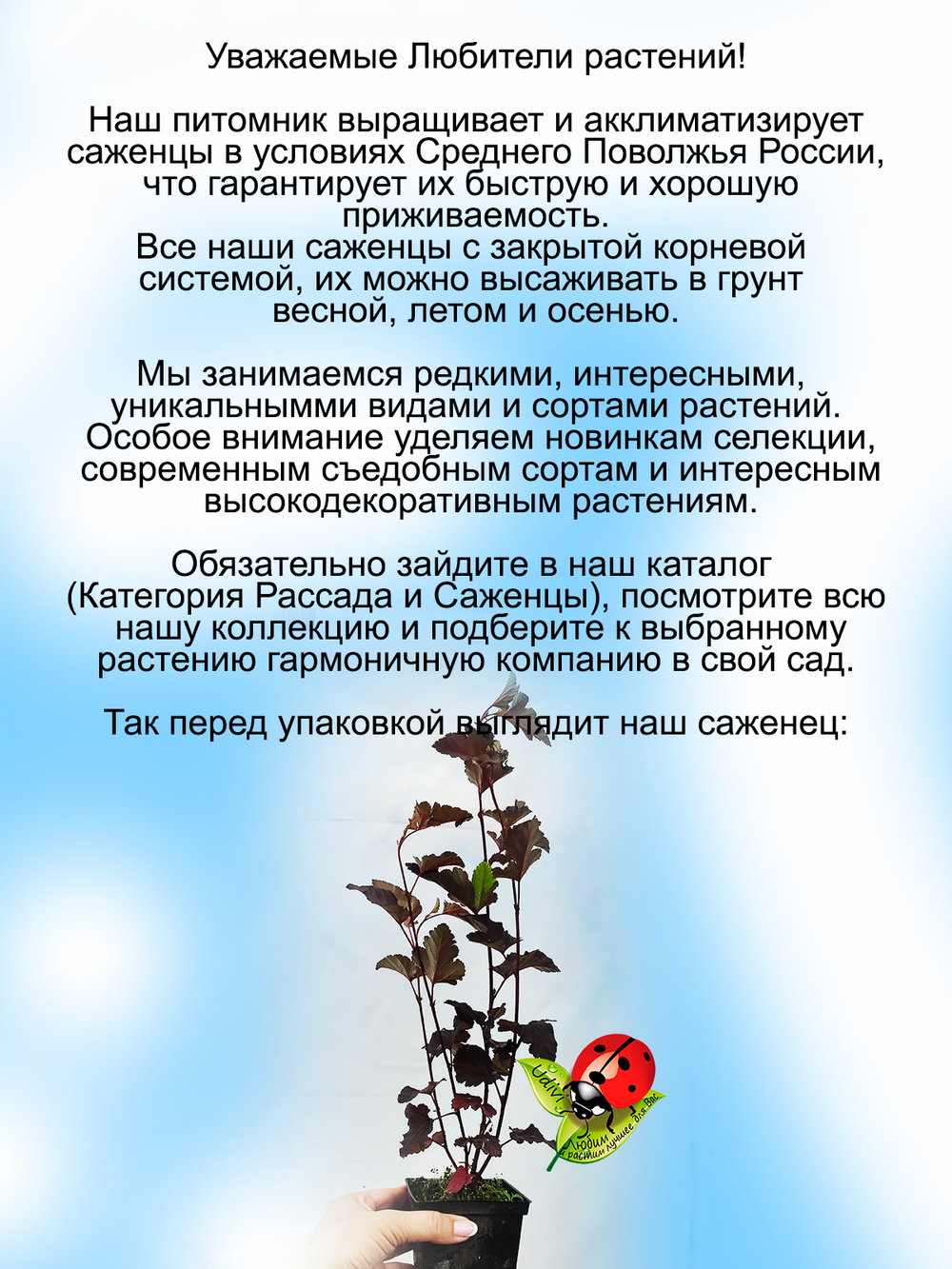 Пузыреплодник калинолистный Диабло