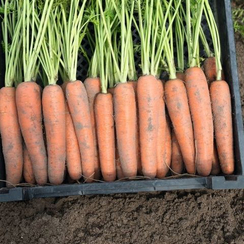 Неликс F1 семена моркови нантской (Bejo / Бейо)