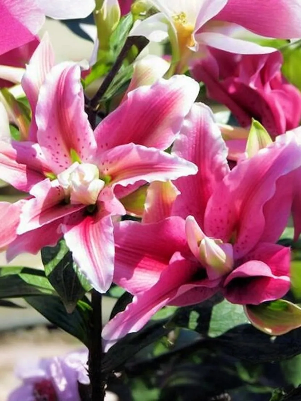 Лилия махровая Дистант Драм (восточный гибрид)