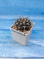 Gymnocalycium Borthii Nogolense (Гимнокалициум)
